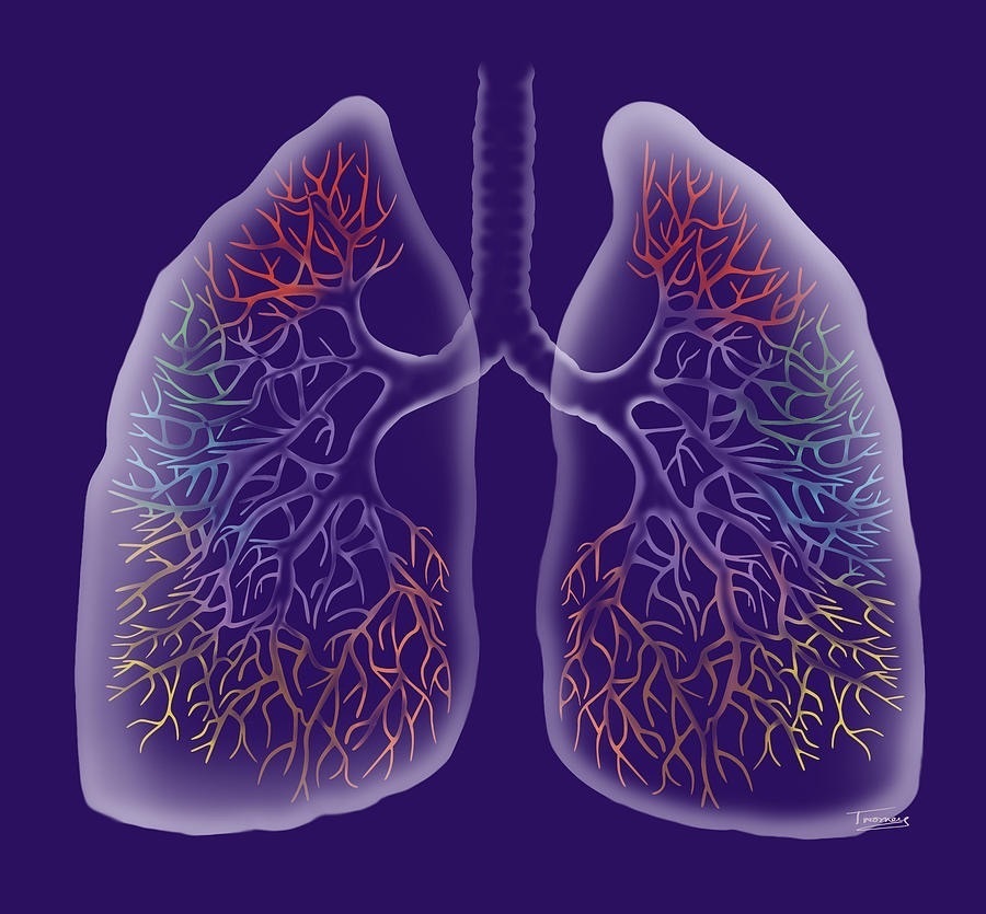 Lung's. Легкие орган. Лёгкие Оргон.