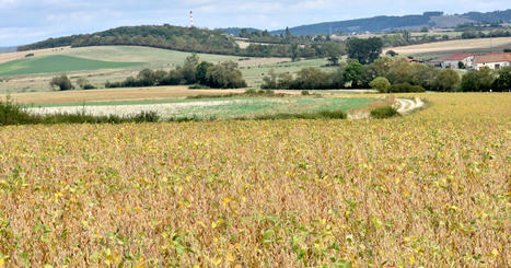 Soja : les bénéfices de la relocalisation de la production en Europe - Actu-environnement | Pour innover en agriculture | Scoop.it