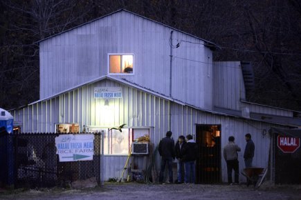 Un abattoir halal de Kahnawake échappe à toute surveillance (Québec) | La Gazette des abattoirs | Scoop.it