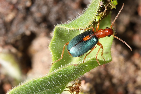 Les invertébrés ? Ce sont toutes ces espèces animales sans colonne vertébrale, dont beaucoup sont menacées d'extinction... [en anglais] | Insect Archive | Scoop.it