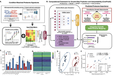Machine learning reveals proteome-encoded growth determinants underlying metabolic versatility of Rhodopseudomonas palustris on lignin-derived aromatics | mSys | RMH | Scoop.it