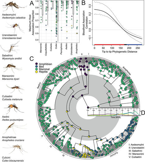 Study elucidates evolution of mosquitoes and their hosts | Amazing Science | Scoop.it