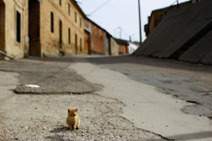 A cat in a deserted street in Peleas de Abajo,... | Art and culture | Scoop.it