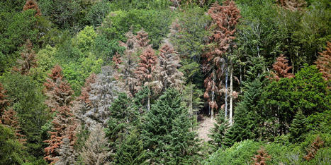 La France pourrait conna&icirc;tre un climat extr&ecirc;me &agrave; la fin du si&egrave;cle | Vers la transition des territoires ! | Scoop.it