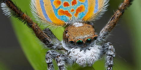 Return of the Dancing Peacock Spiders | Science Blogs | Video | 21st Century Innovative Technologies and Developments as also discoveries, curiosity ( insolite)... | Scoop.it