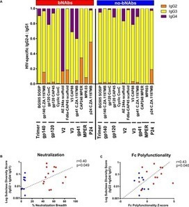 HIV-specific Fc effector function early in infection predicts the development of broadly neutralizing antibodies | Virology News | Scoop.it