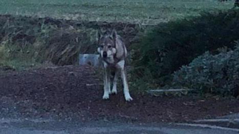 L’animal qui se promène dans Annezin est il un loup ? Ou un chien ? | Loup | Scoop.it