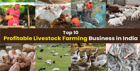 Livestock Farming Business in India in 2023 | Find the best farming tractor at the best price | Scoop.it