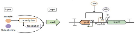 CRISPR interference functional genomics of coding and non-coding determinants of Bacillus subtilis biofilms | brvm | RMH | Scoop.it