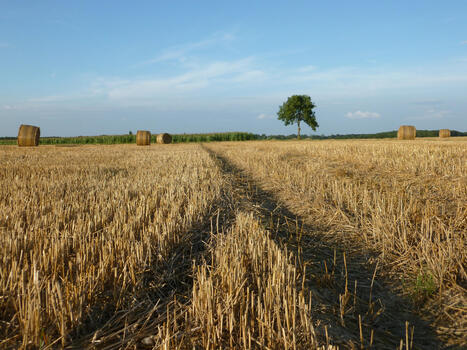 Biomasse et bioénergies : enjeux et perspectives  | Innovation Agro-activités et Bio-industries | Scoop.it