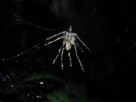 L'astuce d'une araignée pour semer la confusion | EntomoNews | Scoop.it