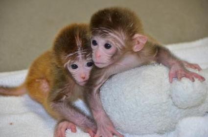 World's first chimeric monkeys are born | Science News | Scoop.it
