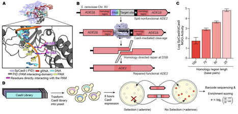 Reprogramming Cas9 PAM Recognition for Allele-Specific Editing | brvbe | RMH | Scoop.it