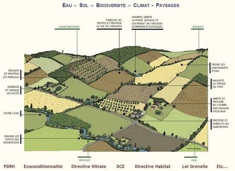 Arbre & Paysage : végétation spontanée | Le BONHEUR comme indice d'épanouissement social et économique. | Scoop.it