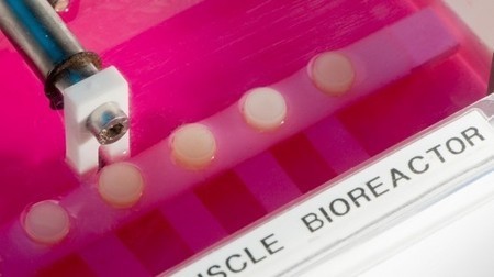 "Exercise" shown to improve the performance of lab-grown muscle implants | Longevity science | Scoop.it