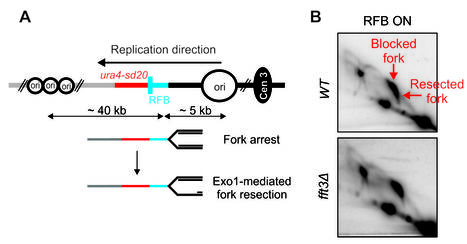 Remodelage de la chromatine au cours du stress réplicatif : un double-emploi pour le facteur Fft3 | Life Sciences Université Paris-Saclay | Scoop.it