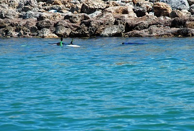 hopelessly ordinary: How To Catch a Lobster | Backyard Barbecues, Cookouts, tailgating ideas | Scoop.it