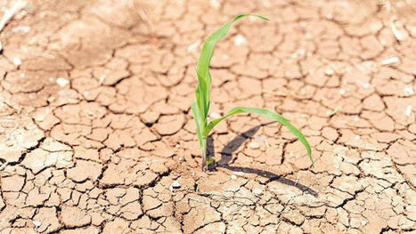 TURKEY: Increasing water scarcity is threatening agricultural production | CIHEAM Press Review | Scoop.it