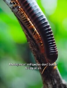 À Madagascar, des mille-pattes tous usages ! | Variétés entomologiques | Scoop.it