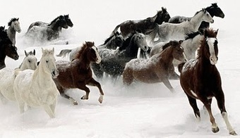 Ne laissez pas le verglas, le manque d'eau et le sol gel&eacute; g&acirc;cher &agrave; votre cheval les plaisirs de l'hiver | Cheval et Nature | Scoop.it