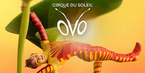 OVO - Cirque du Soleil | Variétés entomologiques | Scoop.it