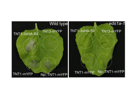 bioRxiv: Two genetically linked Arabidopsis TIR-type NLRs are required for immunity and interact with NLRs encoded in a segmentally duplicated genomic region (2025) | Publications from The Sainsbury Laboratory | Scoop.it