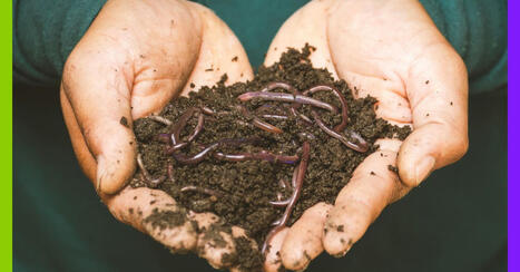 21 octobre : journée mondiale du vers de terre ! | Environnement - Énergie | Scoop.it