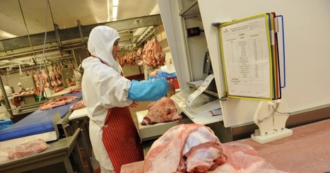 Coronavirus: les abattoirs font face, une pénurie de viande est-elle possible? | Actualité Bétail | Scoop.it