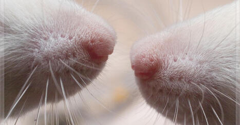 Empathy as a "Danger Antenna&rdquo;:&nbsp;Rats&rsquo; sensitivity to the emotions of others might help them avoid peril. | Empathy Movement Magazine | Scoop.it