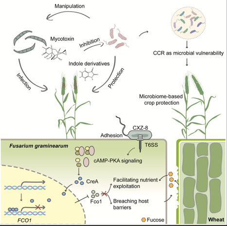 Bacterial entrapment of a fungal carbon repressor prevents plant colonization | chm | RMH | Scoop.it