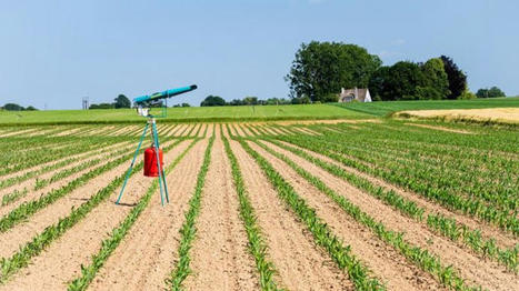 Face aux corbeaux et pigeons, les effaroucheur se perfectionnent - Terre-net | Pour innover en agriculture | Scoop.it
