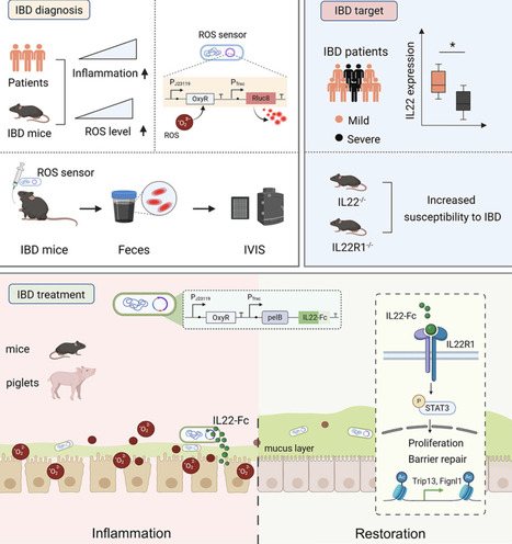 An engineered probiotic for diagnosis and mucosal healing in inflammatory bowel disease | crep | RMH | Scoop.it