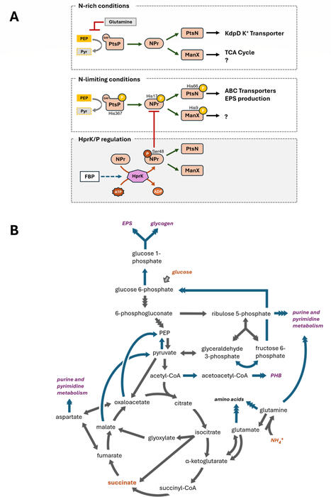 Regulation of central carbon metabolism and storage polymers by PTSNtr in Rhizobium leguminosarum | Plant-Microbe Symbiosis | Scoop.it