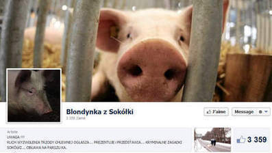 Un cochon en fuite fait marrer la Pologne | Mais n'importe quoi ! | Scoop.it