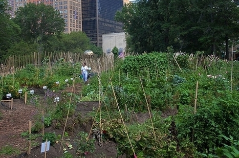 Farm For Change : une ferme urbaine à Lille | Innovation sociale | Scoop.it