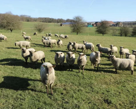 Viande ovine : une campagne pour faire évoluer la découpe | Actualité Bétail | Scoop.it