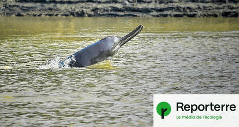 Des microplastiques trouvés dans le ventre de dauphins | Biodiversité - @ZEHUB on Twitter | Scoop.it