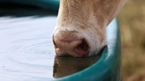 Innovation : Un traitement de l'eau qui améliore la productivité sans rien ajouter | Lait de Normandie... et d'ailleurs | Scoop.it