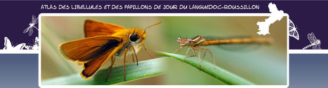L’Atlas des Libellules et des Papillons de jour du Languedoc-Roussillon | Insect Archive | Scoop.it