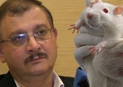 Scientists react to republished Séralini GMO maize rat study | Genetic Literacy Project | Genetic Engineering Publications - GEG Tech top picks | Scoop.it