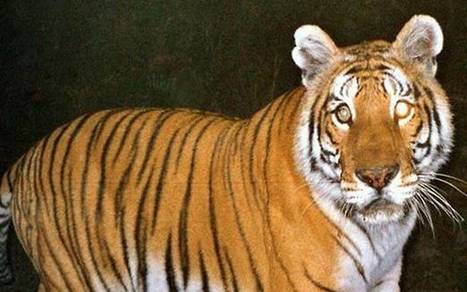 Now, drones to be used for monitoring tigers | Remotely Piloted Systems | Scoop.it
