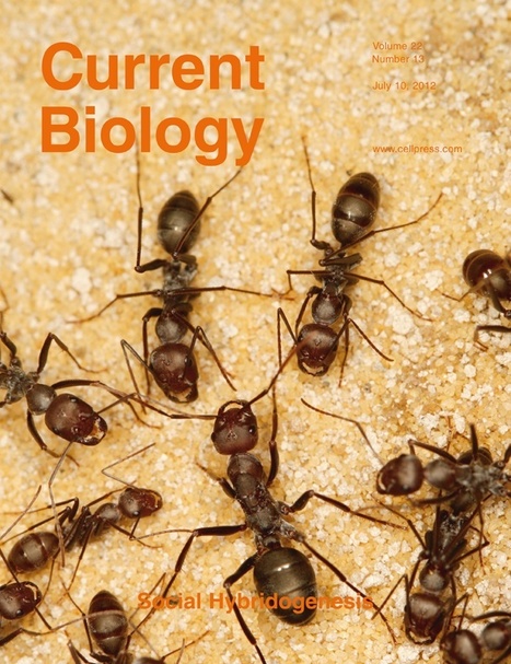 Des chercheurs de l'ULB viennent de mettre à jour un mode de reproduction hybridogène chez une fourmi du désert | EntomoNews | Scoop.it