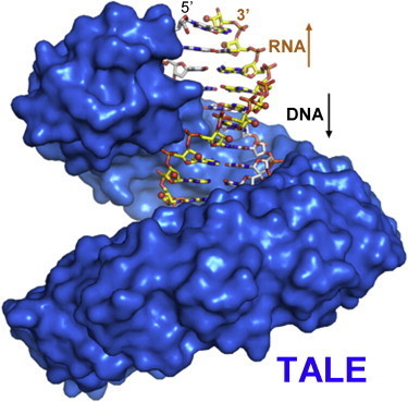 Specific DNA-RNA Hybrid Recognition by TAL Effectors - Cell Reports | TAL effector science | Scoop.it