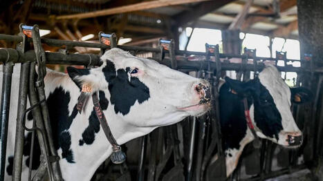 Comment Ouest Lait cherche &agrave; sortir du &laquo;&nbsp;boycott&nbsp;&raquo; de Savencia&nbsp;? - Ouest France [Abonn&eacute;s] | Agriculture en Pays de la Loire | Scoop.it