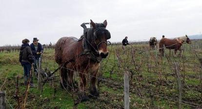 Les chevaux de Philippe sont dans les vignes | Agir pour la biodiversité ! | Scoop.it