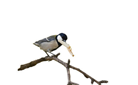 Lintujen yll&auml;tt&auml;v&auml; arjen aarre on t&auml;m&auml; myrkyllinen roska | 1Uutiset - Lukemisen t&auml;hden | Scoop.it