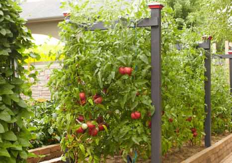 7 Essential Tips for Staking Tomatoes to Get a Better Harvest | Best  Healthy Living Scoops | Scoop.it