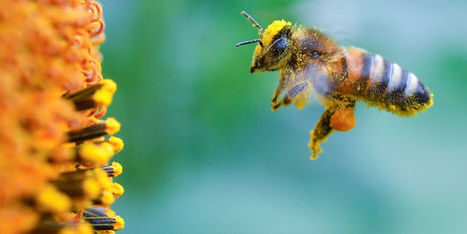 Les pesticides triplent la mortalité des abeilles | Toxique, soyons vigilant ! | Scoop.it