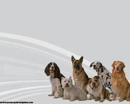 Plantillas Perros para Power Point Gratis | Plantillas PowerPoint Gratis | Presentaciones PowerPoint | Scoop.it