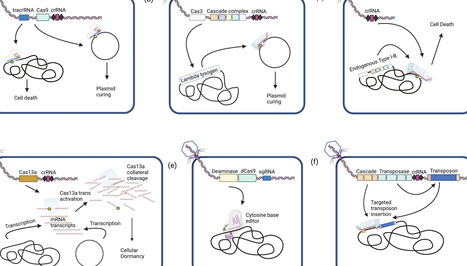 Phage-mediated delivery of CRISPR payloads | Cin | RMH | Scoop.it